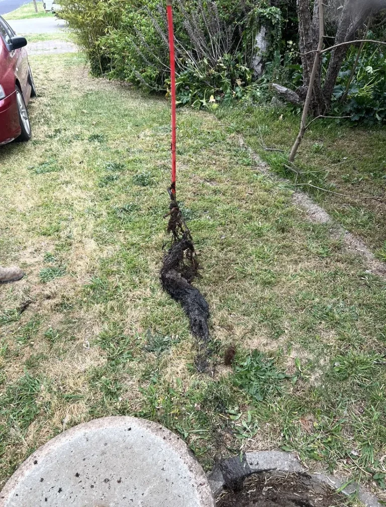Unclogging a drain in a grassy yard area.