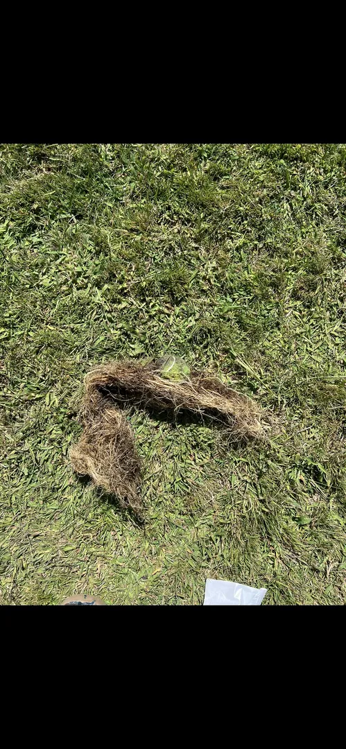 Tennis ball covered in grass and dirt on a lawn.